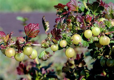 Ribes Uva-crispa Photograph by The Picture Store/science Photo Library ...