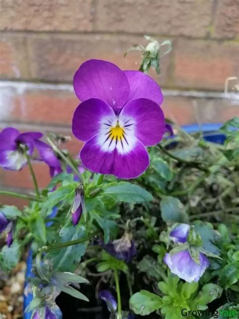 Top 24 Viola Types: Violet Varieties Every Gardener Needs To Know - Store