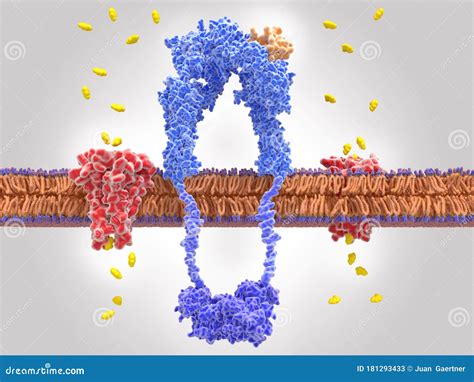 Receptor-mediated Endocytosis Royalty-Free Stock Photo | CartoonDealer.com #152842803