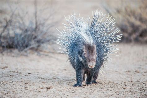 12 Nocturnal Animals to Look For on an African Safari