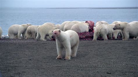 The Great Polar Bear Feast | PBS