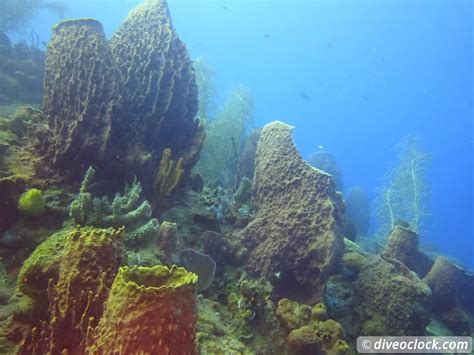 Dominica - Diving in Volcanic Bubbles at Champagne Reef - Dive O'Clock!