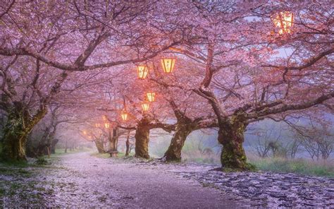 Japan Sakura Wallpapers - Wallpaper Cave