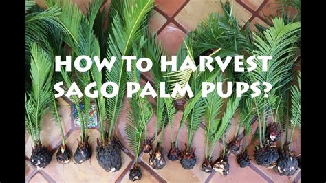 Awesome video showing how to remove and grow sego palms from the "pups ...