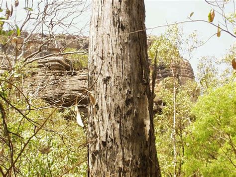 Improve Your General Knowledge in Leisure Time!: Stringybark