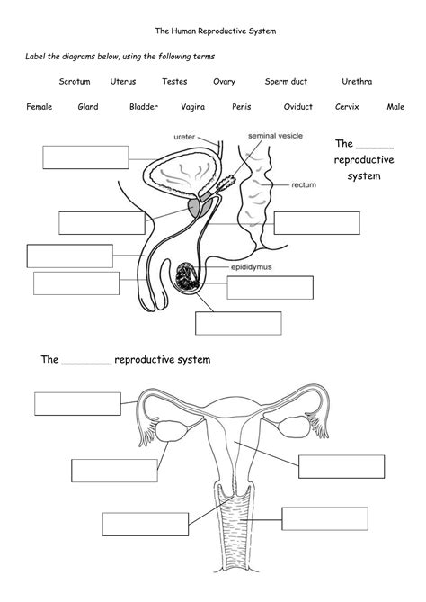 The Female Reproductive System Worksheet – Zip Worksheet