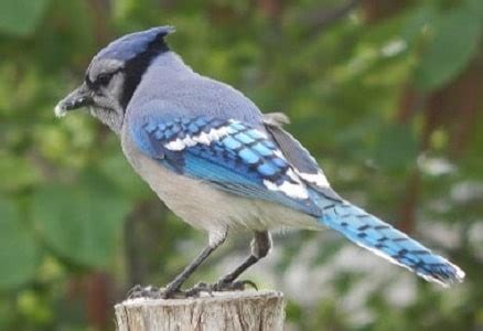 What Do Baby Blue Jays Sound Like? - Classified Mom