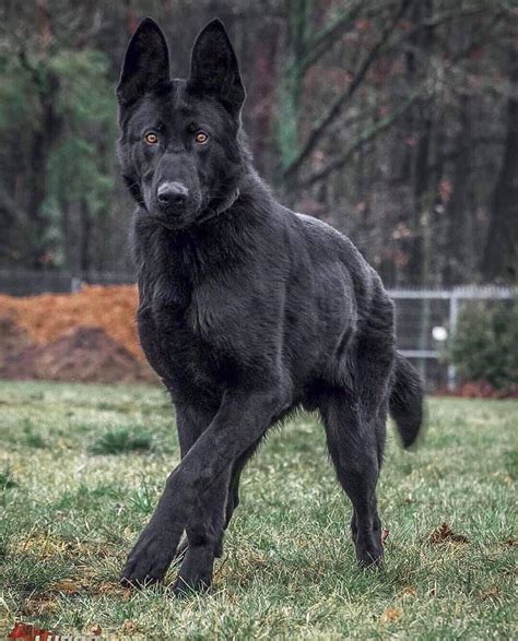 Tahir shahzad: Fully black German shepherd