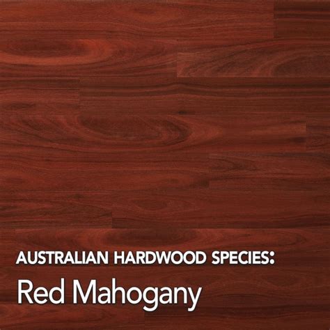 Red Mahogany Hardwood Timber Species Data | Mr Timber Flooring