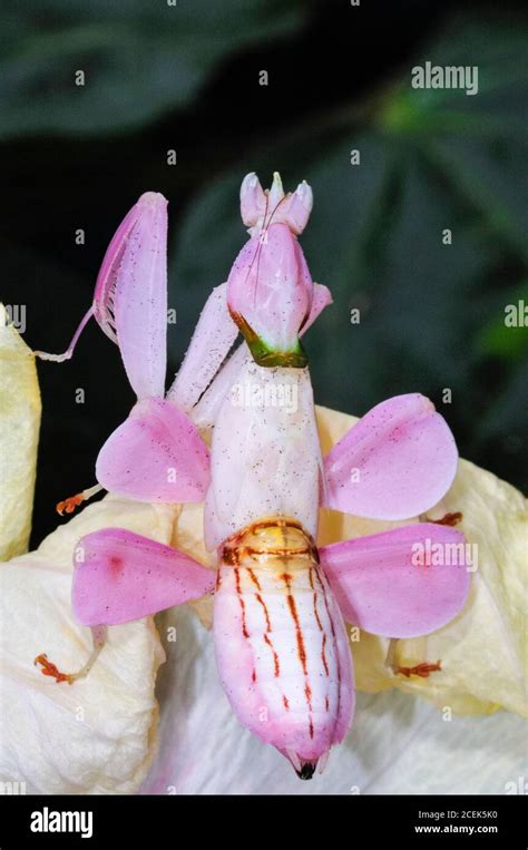 pink orchid mantis, Malaysian orchid mantis, Hymenopus coronatus, or Hymenopus bicornis, a ...