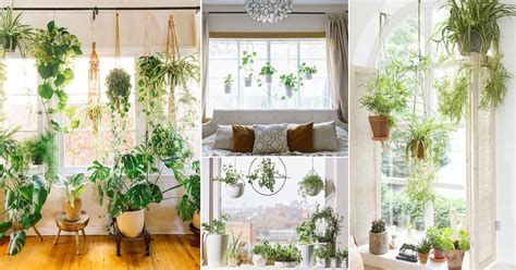 18 Indoor Plants Bedroom Window Garden Ideas | Balcony Garden Web