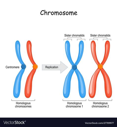 Biology Teacher, Cell Biology, Nerdy Humor, Meiosis, Organelles ...