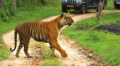 Bandipur Tiger Reserve | Media India Group