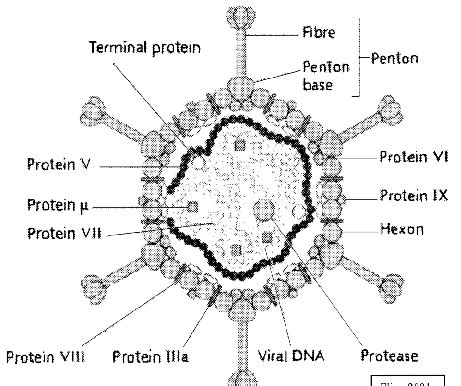 -Adenovirus structure | Download Scientific Diagram