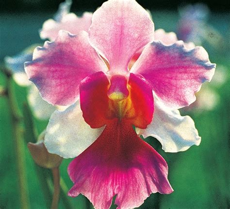 Orchids: The National Flower of Singapore