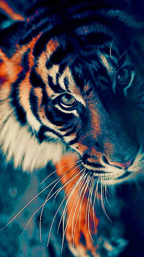 Tiger, tiger, animal, iphone, oneplus, HD phone wallpaper | Peakpx