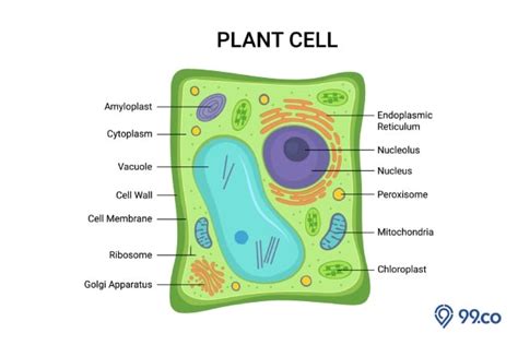Mengenal Struktur Sel Tumbuhan dan Fungsinya - Portal-Rakyat.com