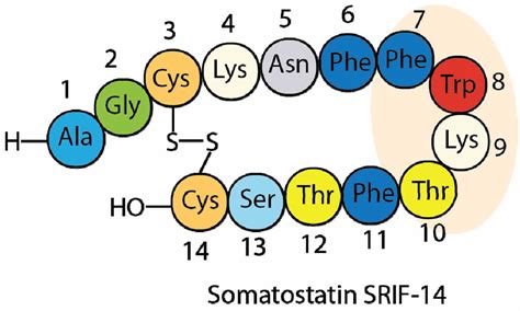 Somatostatin function, source of production and somatostatin medication