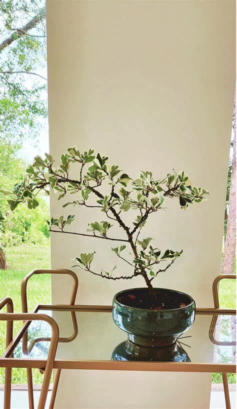 9 Variegated Indoor Bonsai Trees | Indoor Garden Web