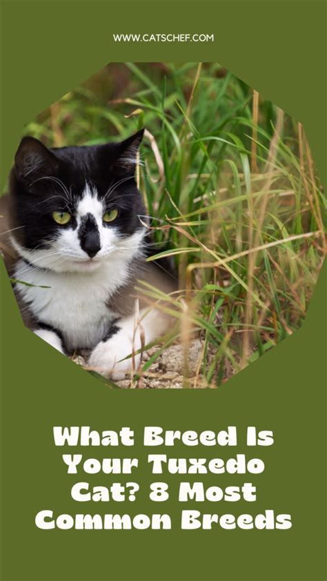 What Breed Is Your Tuxedo Cat? 8 Most Common Breeds