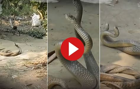 Naag-Naagin Love Caught on Camera As 2 Snakes Dance With Each Other ...