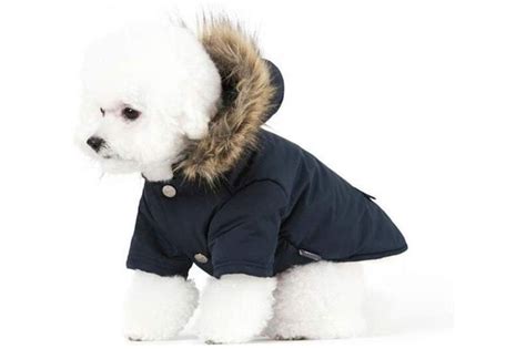 Best Dog Coats for Winter