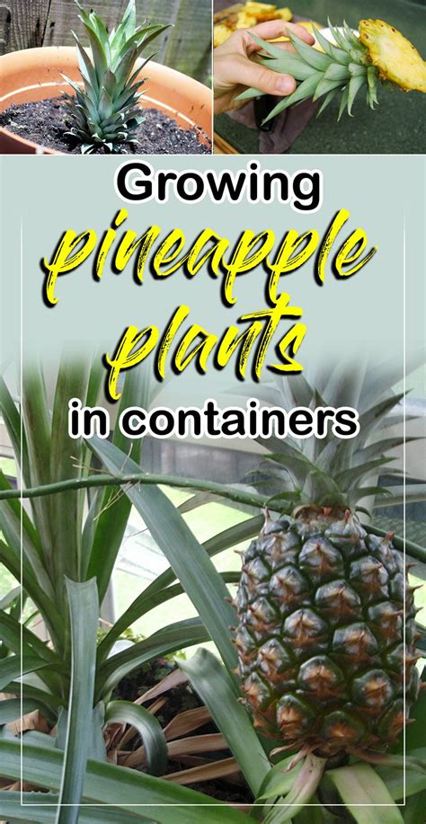 How to grow Pineapple | Growing Pineapple plant in containers | caring ...