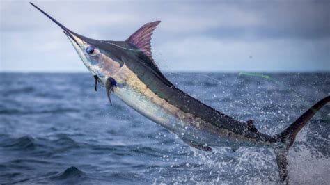 Fishing in Panama: The Complete Guide | Ocean Blue Fishing