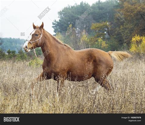 Red Horse White Blaze Image & Photo (Free Trial) | Bigstock