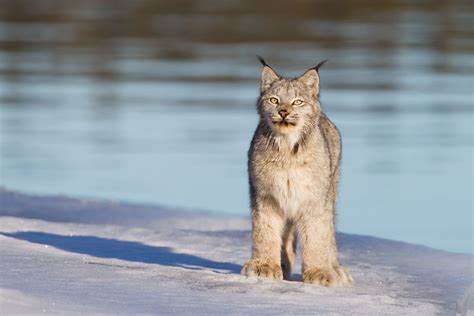 The Canadian Lynx | Wild cats, Cats, Animals