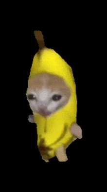 Banana Cat GIF - Banana Cat - Discover & Share GIFs