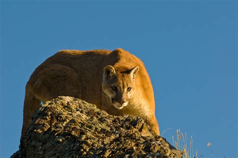 Wildlife Facts: North American Cougar