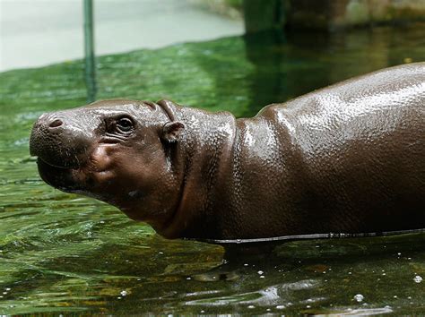 Keeper Talk - Singapore Zoo