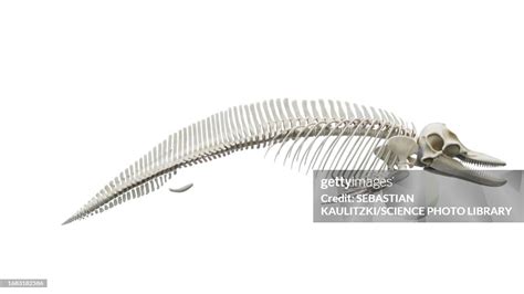 Dolphins Skeletal System Illustration High-Res Vector Graphic - Getty ...