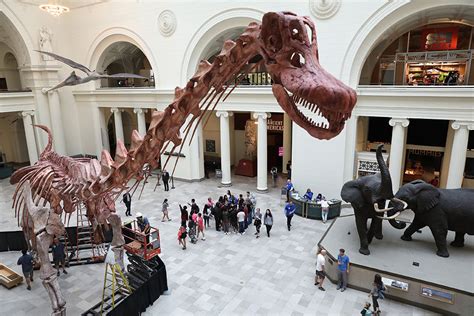 How the Field Museum new titanosaur measures up - Chicago Tribune