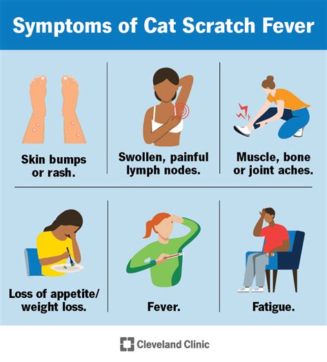 Cat Scratch Disease Causes, Symptoms And Treatment | vlr.eng.br