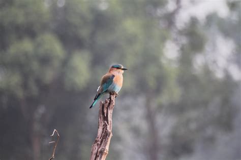 FB-IMG_4765 | Bandhavgarh National Park, MP, India | Abhay Bhat | Flickr