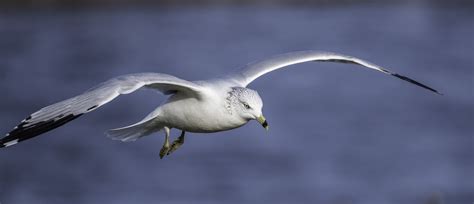 Seagull in Flight image - Free stock photo - Public Domain photo - CC0 ...