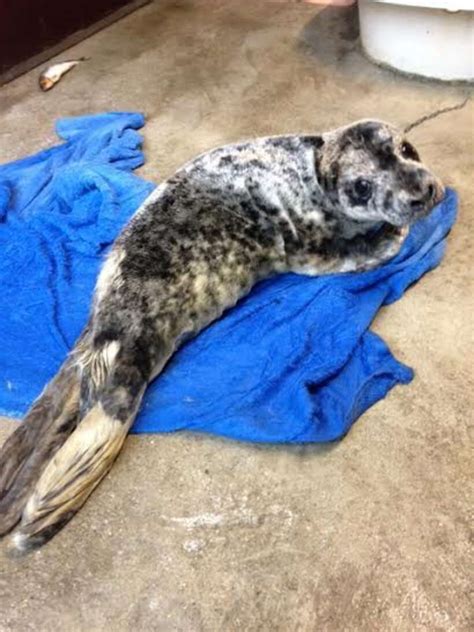 Seal Pup Rescued From Side Of Road Loves Her New Bathtub - The Dodo