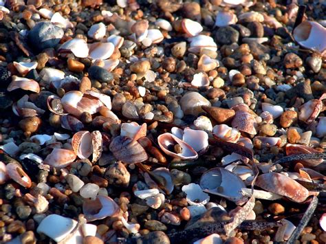 Beachcombing :: 5:10 p.m. | Cape Cod beachcombing | Flickr