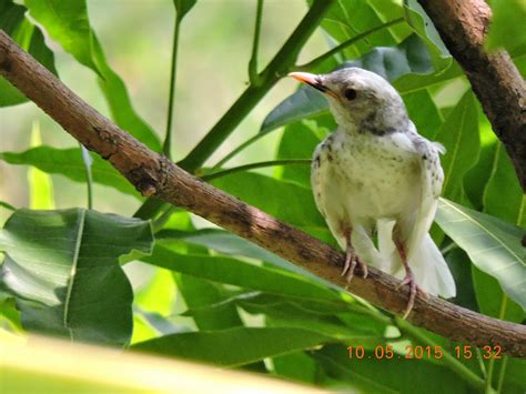 birder's diary: Albino Magpie (more)