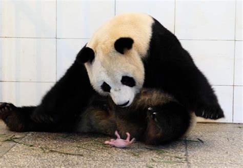 Giant panda baby born in SW China (1/3) - Headlines, features, photo and videos from ecns.cn