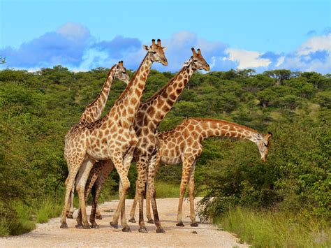 Kenya Wildlife Safari | Private Tour| Enchanting Travels