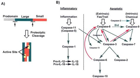 Caspase activation and signaling pathways. A. Each caspase is... | Download Scientific Diagram