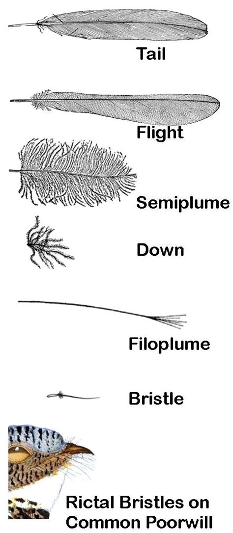 Types of Bird feathers