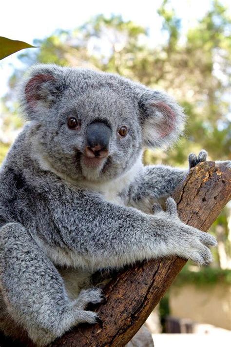 Happy koala...from Australian Koala FB page | Animais fofos, Coalas, Fofura