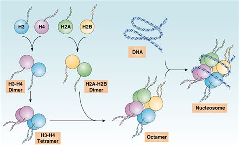 Histone structure and nucleosome assembly. A nucleosome contains an ...