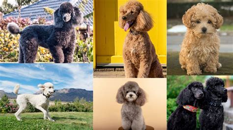 Classifying Different Types of Poodles, an Overview - PetHelpful