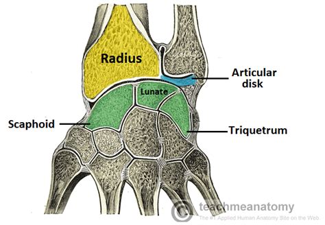 Fig 1.0 - Articular surfaces of the wrist joint. | Synovial joint ...