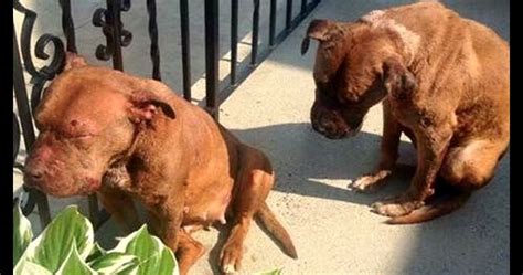 Two Battered, Broken, & Abandoned Bait Dogs Saved from a Life of Hell - LIFE WITH DOGS